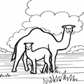 animal coloring-Camel