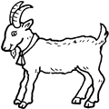 animal coloring-Goat