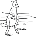animal coloring-Kangaroo