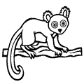 animal coloring-Lemur