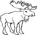 animal coloring-Moose