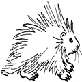 animal coloring-Porcuppine