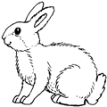 animal coloring-Rabit