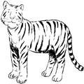 animal coloring-Tiger