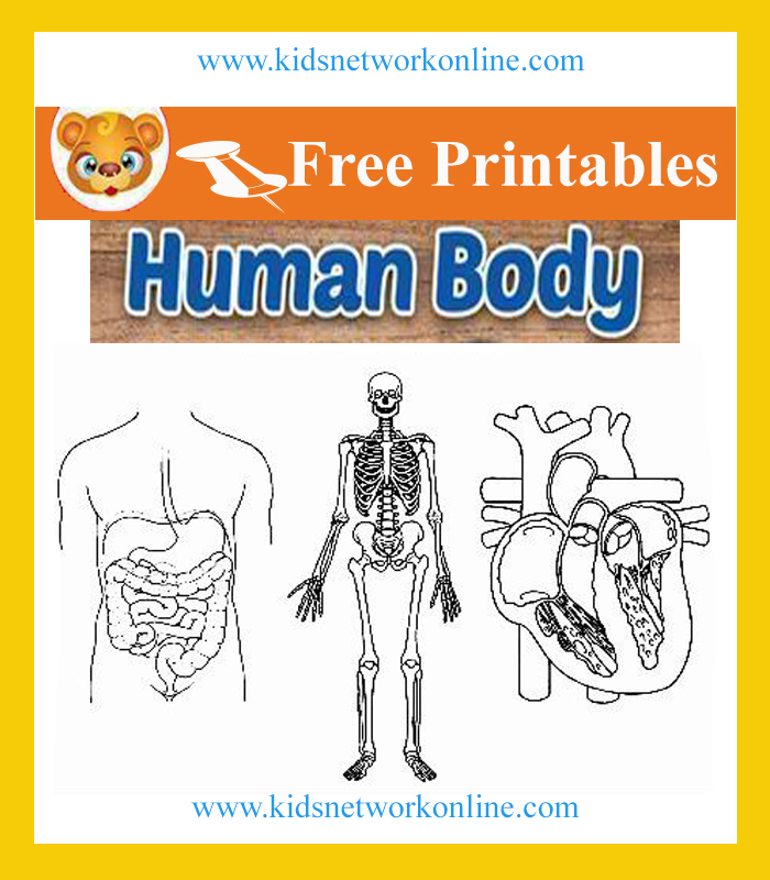 Human Body  for kids